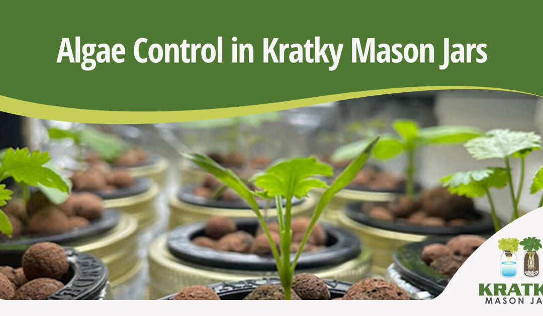 Algae Control in Kratky Mason Jars