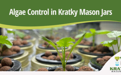 Algae Control in Kratky Mason Jars