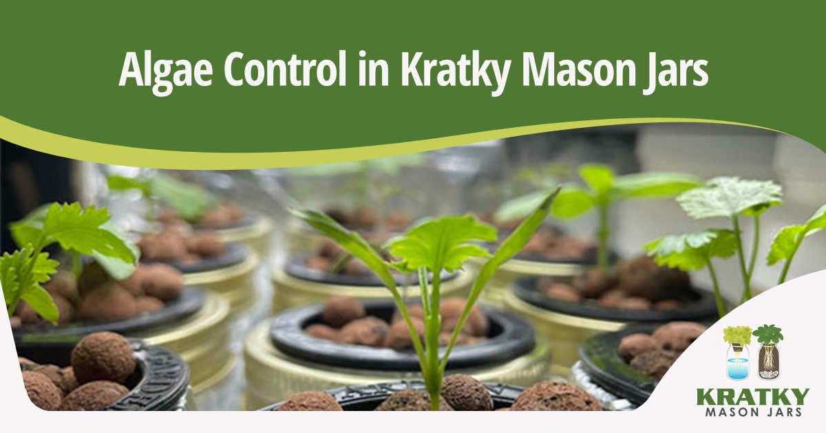 Algae Control in Kratky Mason Jars Image of a plant growing in a jar, featuring Kratky Mason Jars and highlighting algae control in Kratky Mason Jar systems.