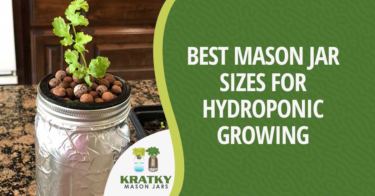 Image of a plant growing in a jar, featuring Kratky Mason Jars and highlighting the best mason jar sizes for hydroponic growing.