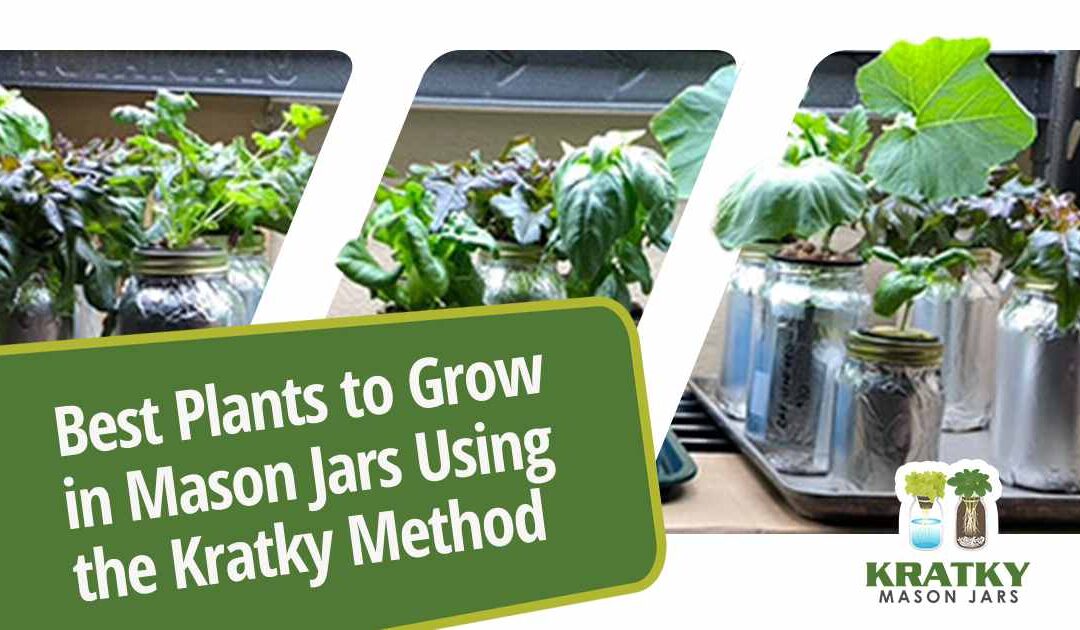 Best Plants to Grow in Mason Jars Using the Kratky Method