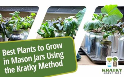 Best Plants to Grow in Mason Jars Using the Kratky Method