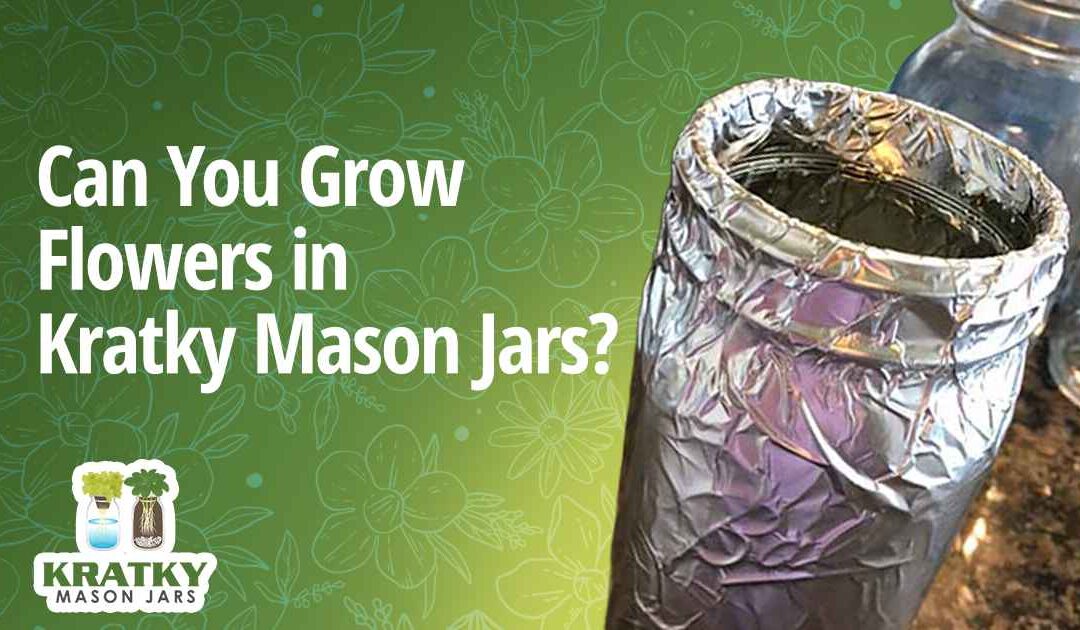 Can You Grow Flowers in Kratky Mason Jars?