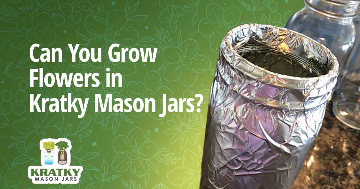 Image of a jar, featuring Kratky Mason Jars and highlighting the question of whether you can grow flowers using the Kratky Mason Jar method.