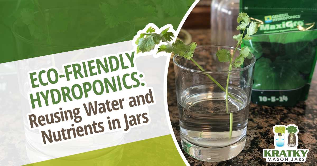 Image of a plant growing in a jar, featuring Kratky Mason Jars and highlighting eco-friendly hydroponics that reuse water and nutrients in jars.