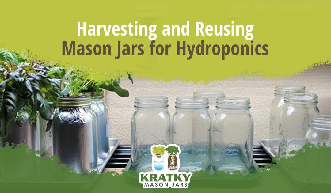 Harvesting and Reusing Mason Jars for Hydroponics