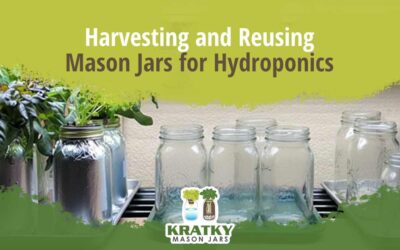 Harvesting and Reusing Mason Jars for Hydroponics