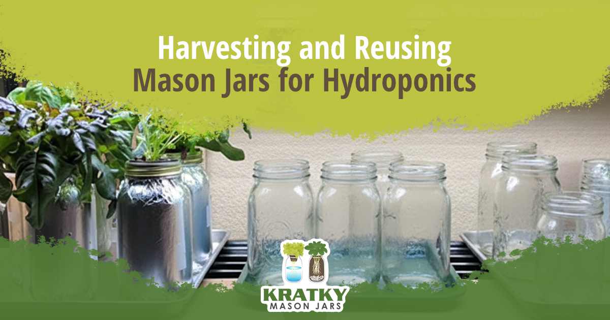 Image of jars, featuring Kratky Mason Jars and highlighting harvesting and reusing mason jars for hydroponics.