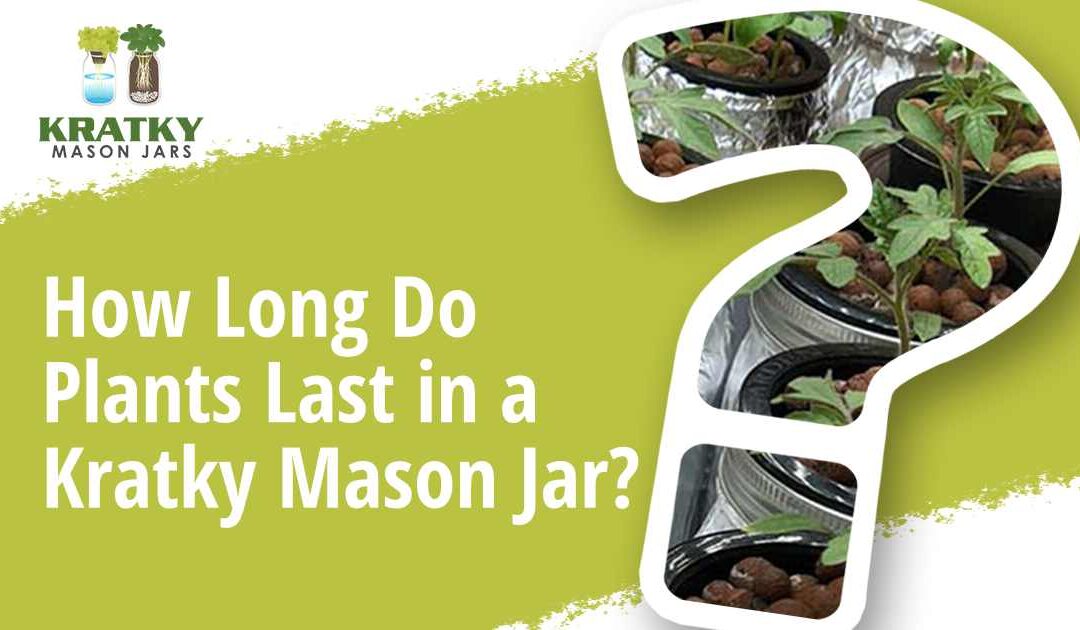 How Long Do Plants Last in a Kratky Mason Jar?