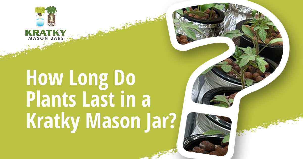 Image of a question mark, featuring Kratky Mason Jars and highlighting how long plants can last in a Kratky Mason Jar.