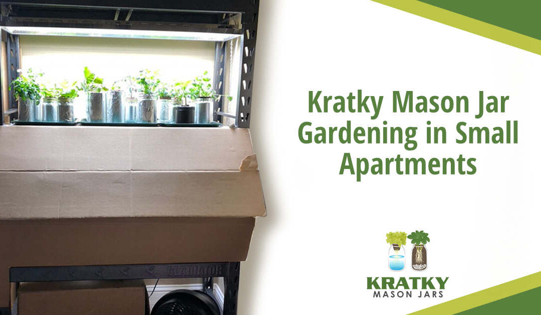 Kratky Mason Jar Gardening in Small Apartments