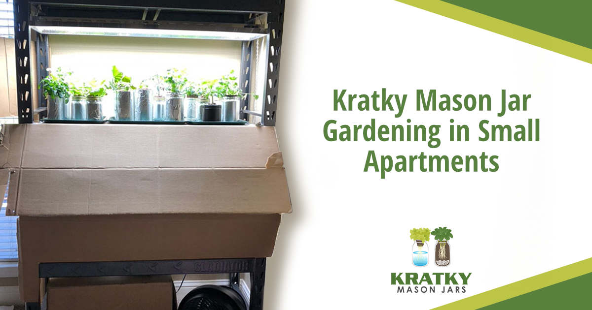 Image of plants growing in containers, featuring Kratky Mason Jars and highlighting Kratky mason jar gardening in small apartments.
