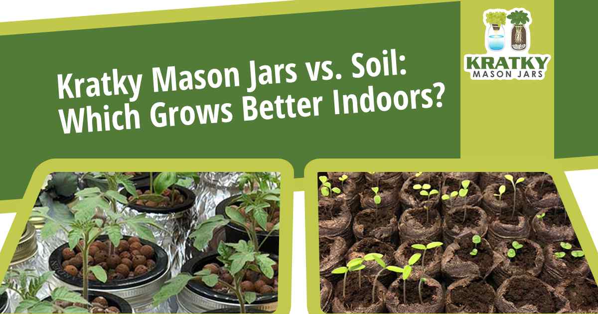 Image of plants growing, featuring Kratky Mason Jars and highlighting the comparison of Kratky Mason Jars vs. soil for better indoor growth.