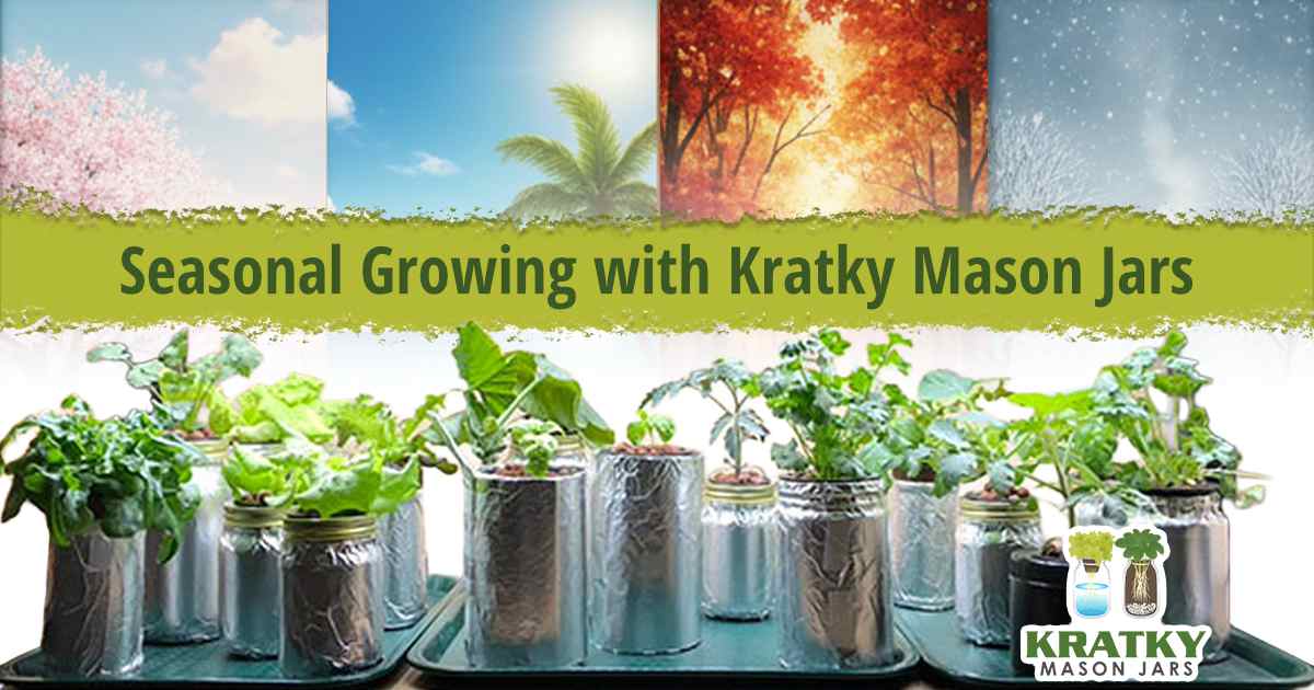 Image of plants growing in jars, featuring Kratky Mason Jars and highlighting seasonal growing with the Kratky method.