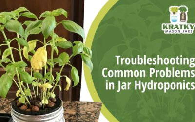 Troubleshooting Common Problems in Jar Hydroponics