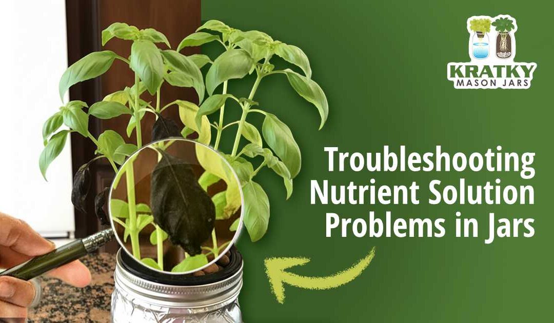 Troubleshooting Nutrient Solution Problems in Jars