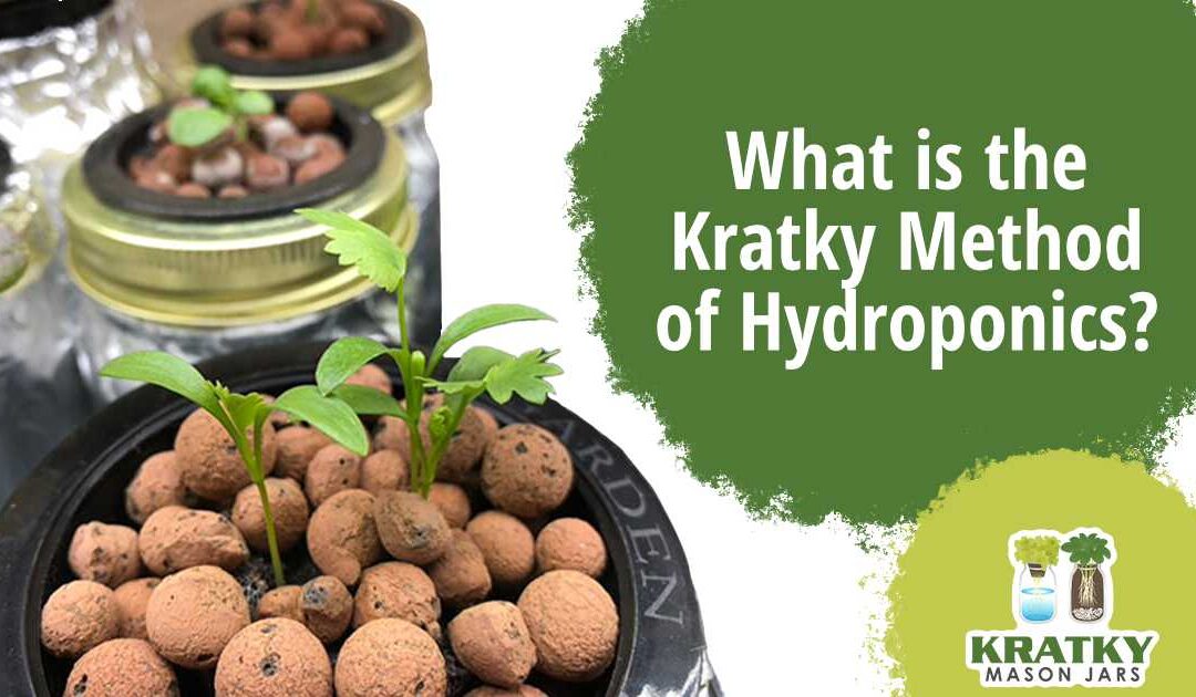 What is the Kratky Method of Hydroponics?