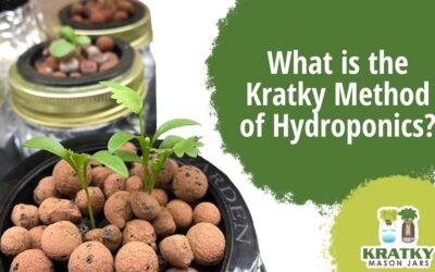 What is the Kratky Method of Hydroponics?