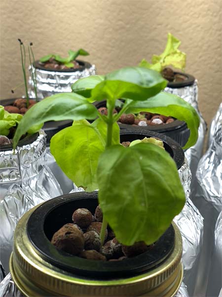 Basil growing in glass jars using kratky mason jar hydroponics