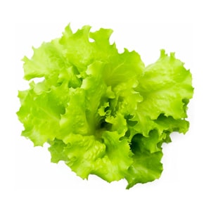 1000+ Black Seeded Simpson Lettuce Seeds for Planting - Heirloom Non-GMO USA Grown Premium Leaf Lettuce Seeds for Planting by RDR Seeds