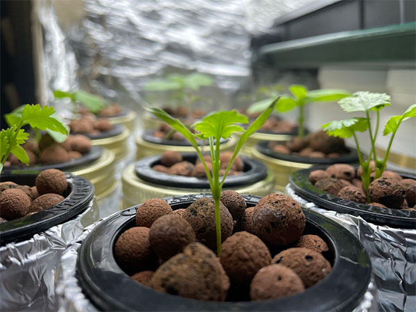 Cilantro growing in mason jars using mason jar hydroponics indoors with Kraky method.