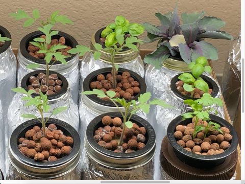 16+ Creative Hydroponics Design Ideas for Your Home - Casolia